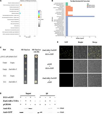 An Aminobutyric Acid Transaminase in Zea mays Interacts With <mark class="highlighted">Rhizoctonia solani</mark> Cellulase to Participate in Disease Resistance